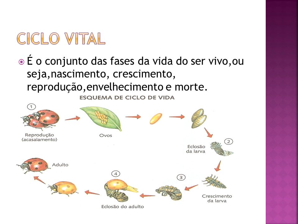 Vida: consequência da evolução ou milagre? :: Biociencia7